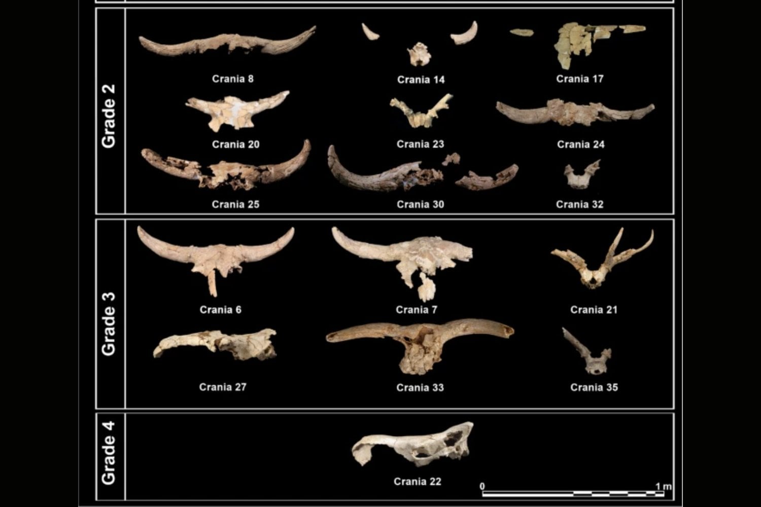 Los neandertales no dejaron cráneos por casualidad en una cueva de Madrid. Volvieron una y otra vez durante siglos para hacer lo mismo