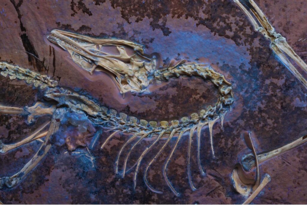 Creíamos que el vuelo de las aves nació en Europa con Archaeopteryx... Sin embargo, China tiene la pieza que faltaba en el rompecabezas del vuelo de las aves. Un fósil jurásico está reescribiendo su origen