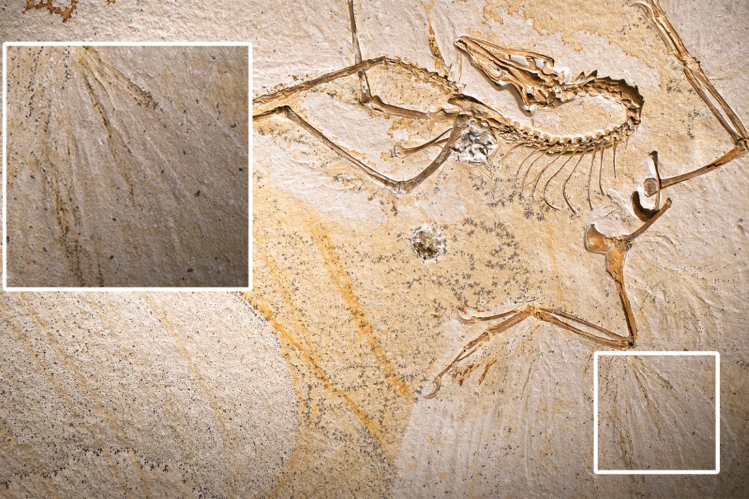Creíamos que el vuelo de las aves nació en Europa con Archaeopteryx... Sin embargo, China tiene la pieza que faltaba en el rompecabezas del vuelo de las aves. Un fósil jurásico está reescribiendo su origen