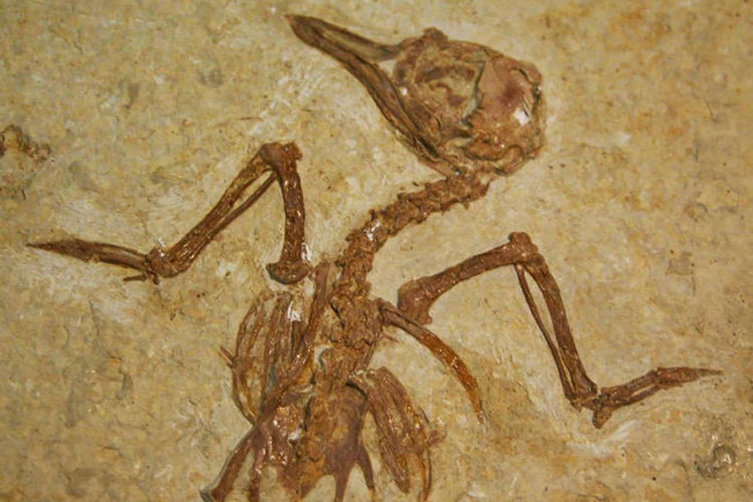 Una cueva olvidada en Nueva Zelanda acaba de cambiar su pasado y nos quita un poco de responsabilidad... Fósiles de un millón de años revelan extinciones anteriores al ser humano