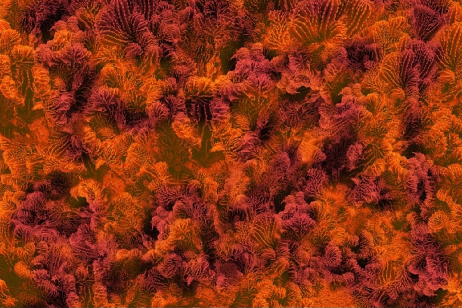 El océano tiene un reloj interno y acaba de quedar en evidencia. Un mismo coral desovó casi al mismo minuto a lo largo de 18.000 kilómetros