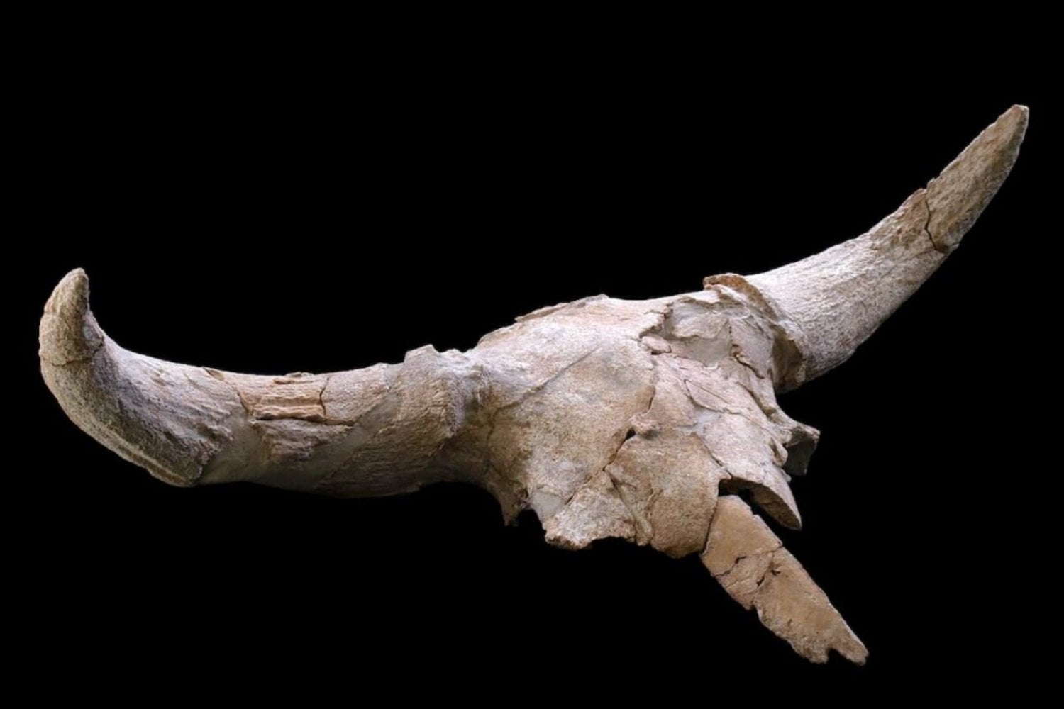 Los neandertales no dejaron cráneos por casualidad en una cueva de Madrid. Volvieron una y otra vez durante siglos para hacer lo mismo