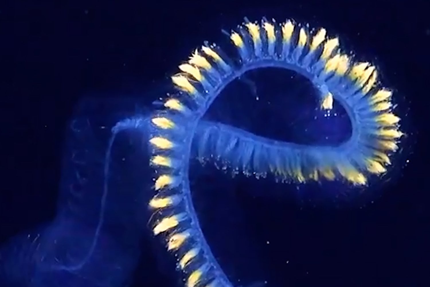 Los científicos creían conocer el tamaño máximo que podía alcanzar un ser vivo. Un hallazgo a 6.000 metros de profundidad acaba de ponerlo en duda