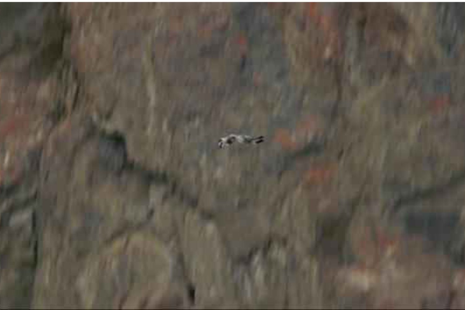 Lanzar aves en peligro de extinción al vacío para salvarlas parece que es una buena idea avalada por la ciencia. La extraña escena en los acantilados de Islandia que paraliza corazones pero son necesarias