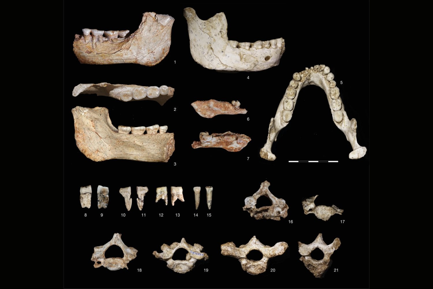 Unos huesos encontrados en Marruecos están descolocando a la paleoantropología. Podrían pertenecer al ancestro más cercano conocido de Homo sapiens