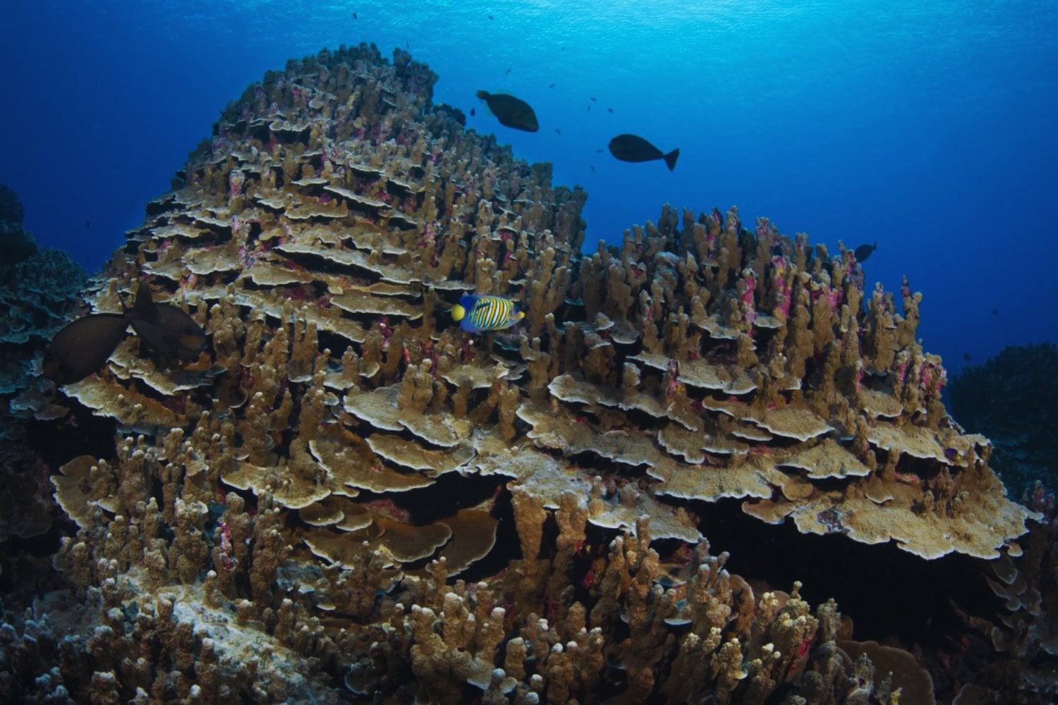 El océano tiene un reloj interno y acaba de quedar en evidencia. Un mismo coral desovó casi al mismo minuto a lo largo de 18.000 kilómetros