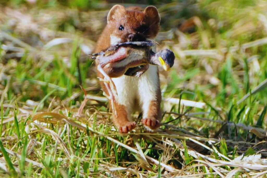 Nueva Zelanda declaró la guerra a sus propios invasores. El plan para eliminar más de 30 millones de animales antes de 2050 y evitar el colapso de su mundo natural