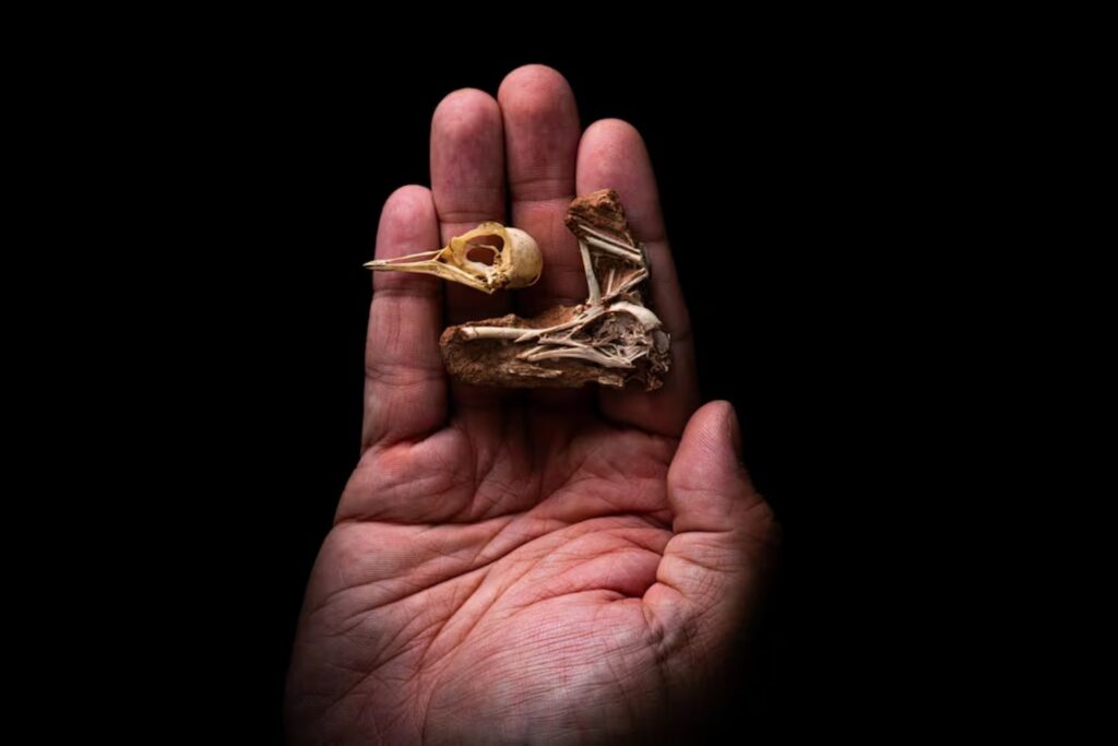 Una cueva olvidada en Nueva Zelanda acaba de cambiar su pasado y nos quita un poco de responsabilidad... Fósiles de un millón de años revelan extinciones anteriores al ser humano