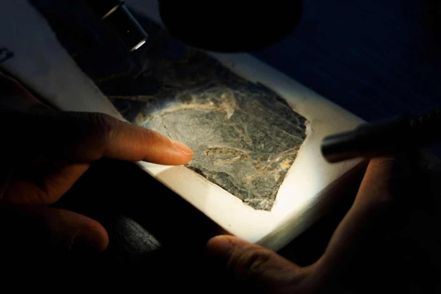 Creíamos que el vuelo de las aves nació en Europa con Archaeopteryx... Sin embargo, China tiene la pieza que faltaba en el rompecabezas del vuelo de las aves. Un fósil jurásico está reescribiendo su origen