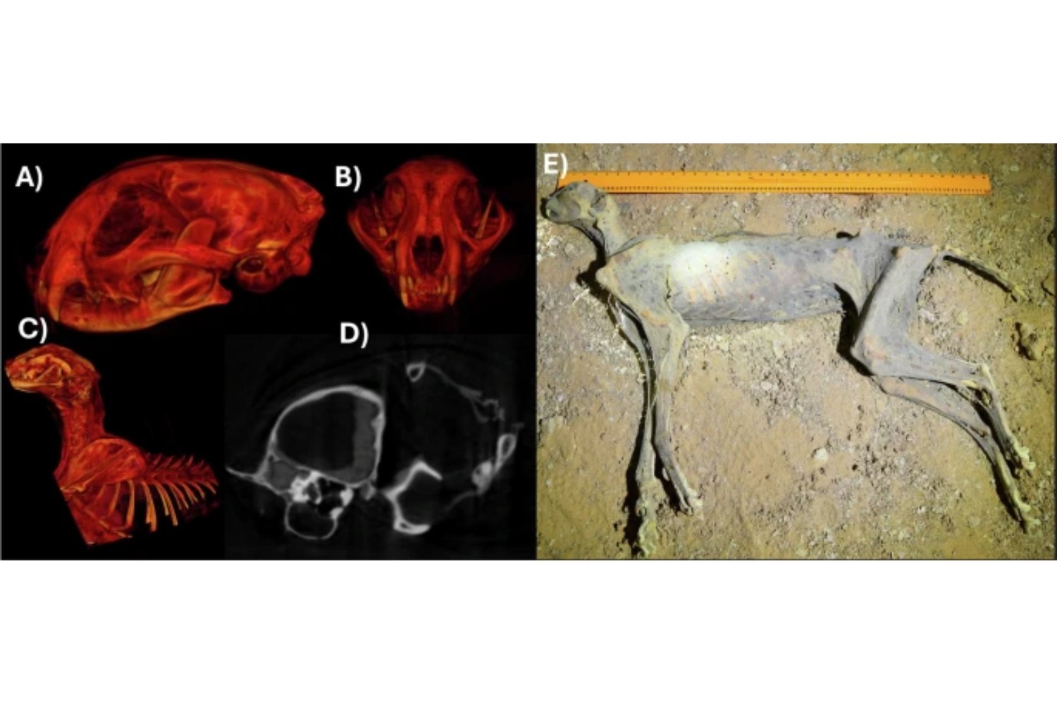 Siete guepardos momificados aparecieron en cuevas del desierto. El hallazgo revela cómo vivían y podría permitir su reintroducción en Arabia Saudí
