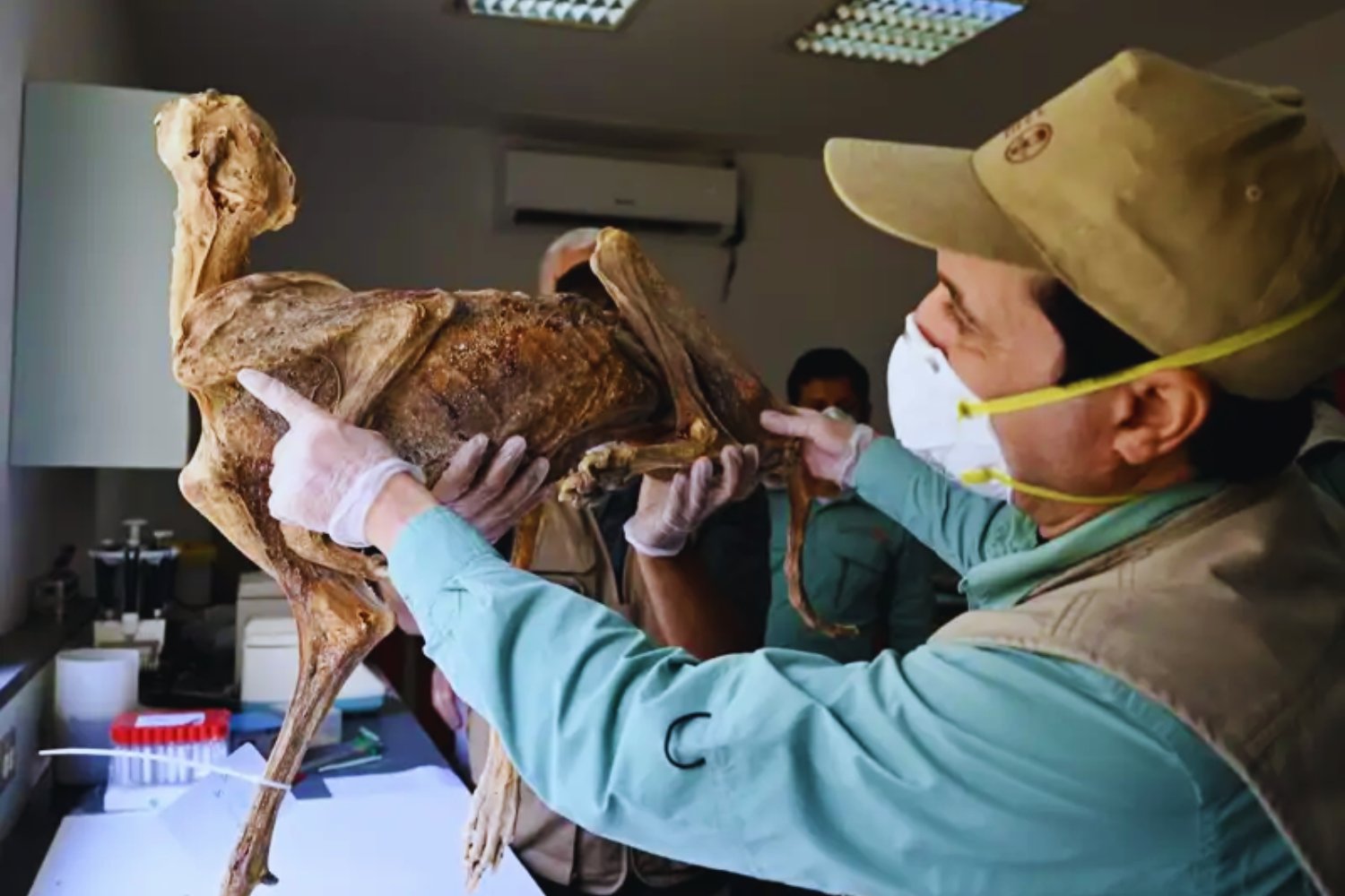 Siete guepardos momificados aparecieron en cuevas del desierto. El hallazgo revela cómo vivían y podría permitir su reintroducción en Arabia Saudí