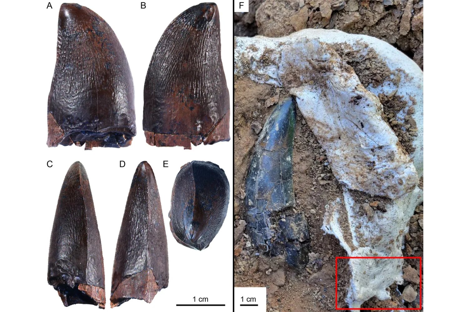 Un diente de hace 66 millones de años ha cambiado lo que sabíamos de los ríos prehistóricos. Allí vivía un depredador más grande que un autobús