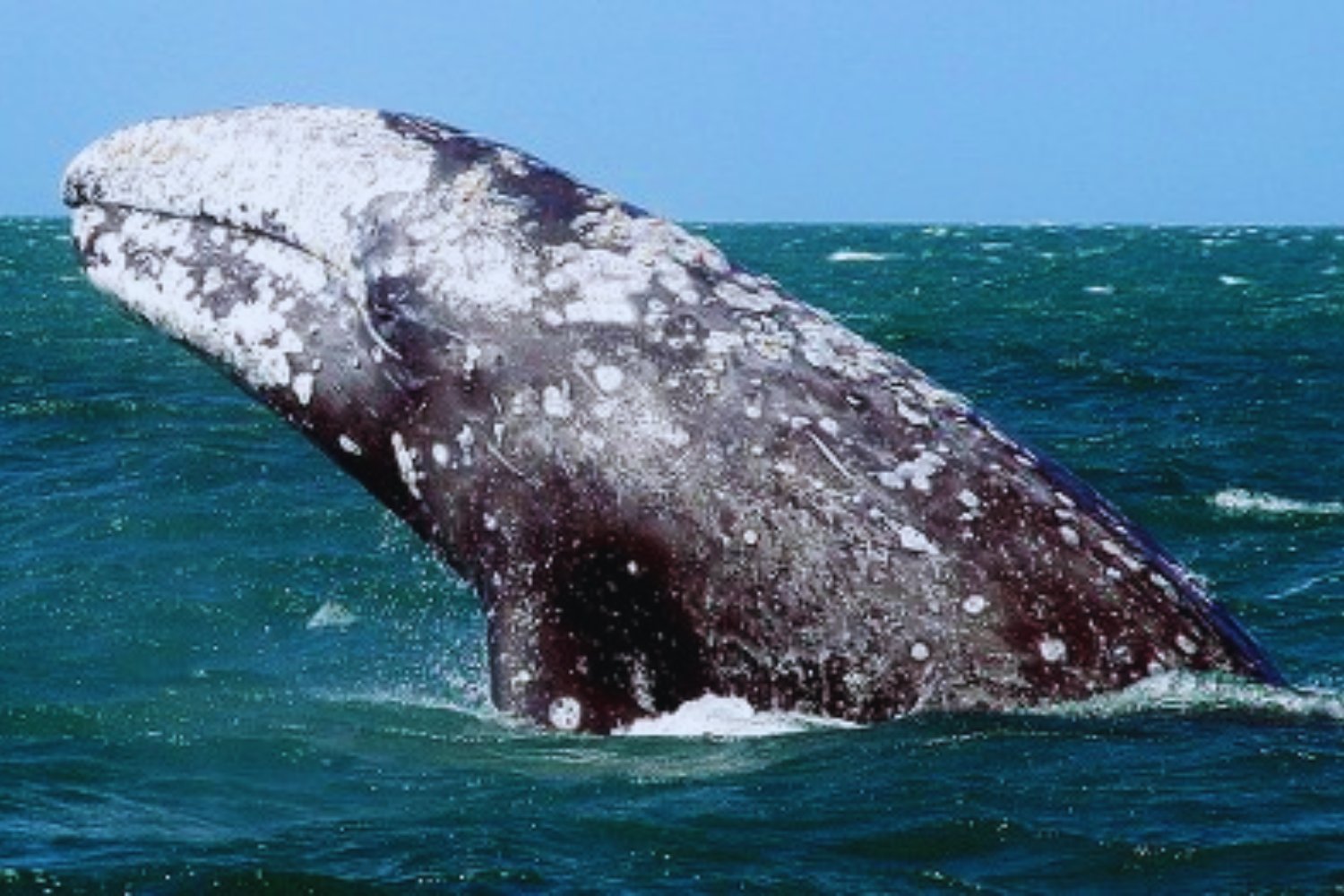 La migración de mamíferos más larga del planeta ocurre bajo el agua. Así recorren las ballenas grises hasta 20.000 kilómetros al año