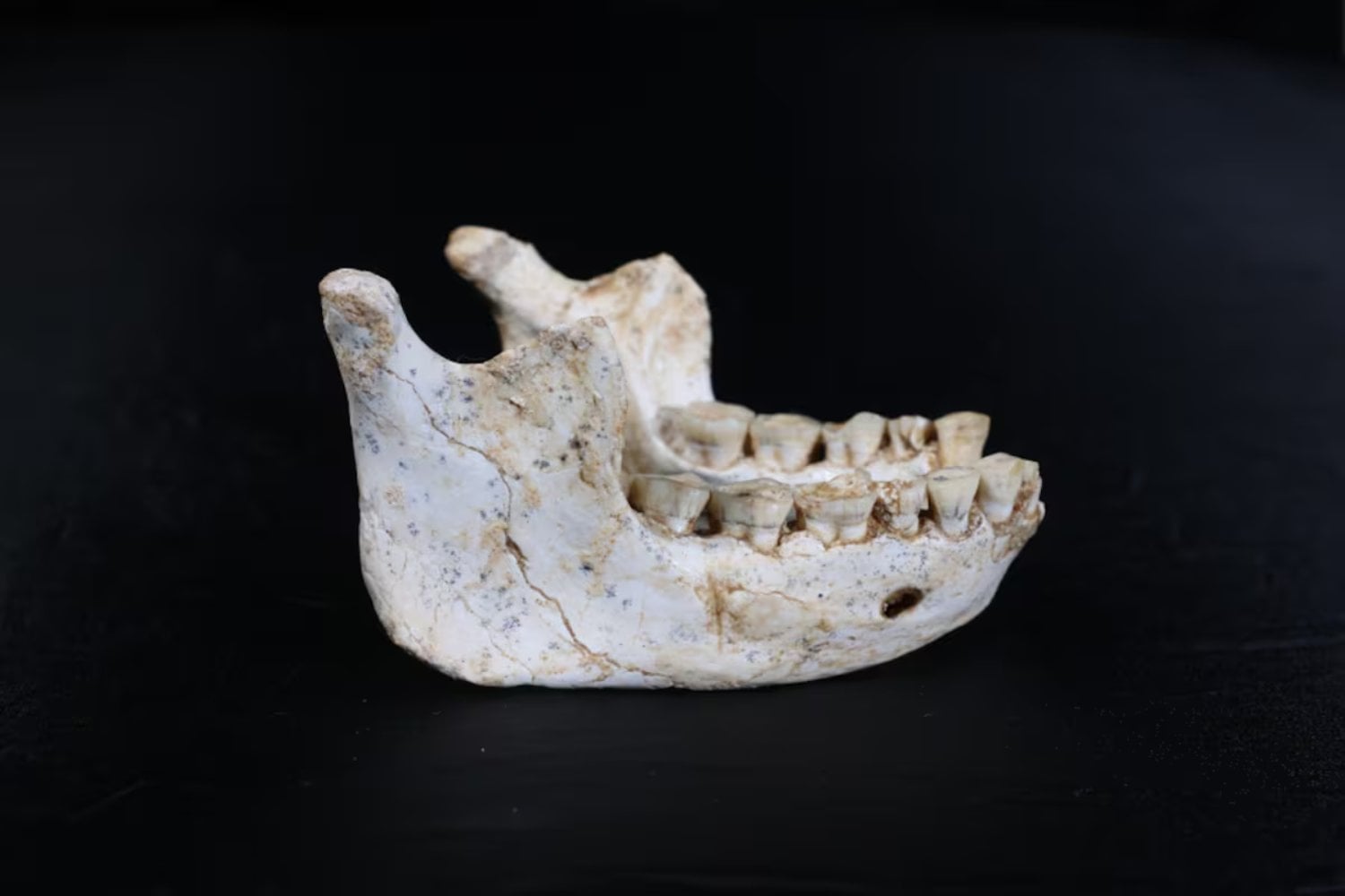 Unos huesos encontrados en Marruecos están descolocando a la paleoantropología. Podrían pertenecer al ancestro más cercano conocido de Homo sapiens