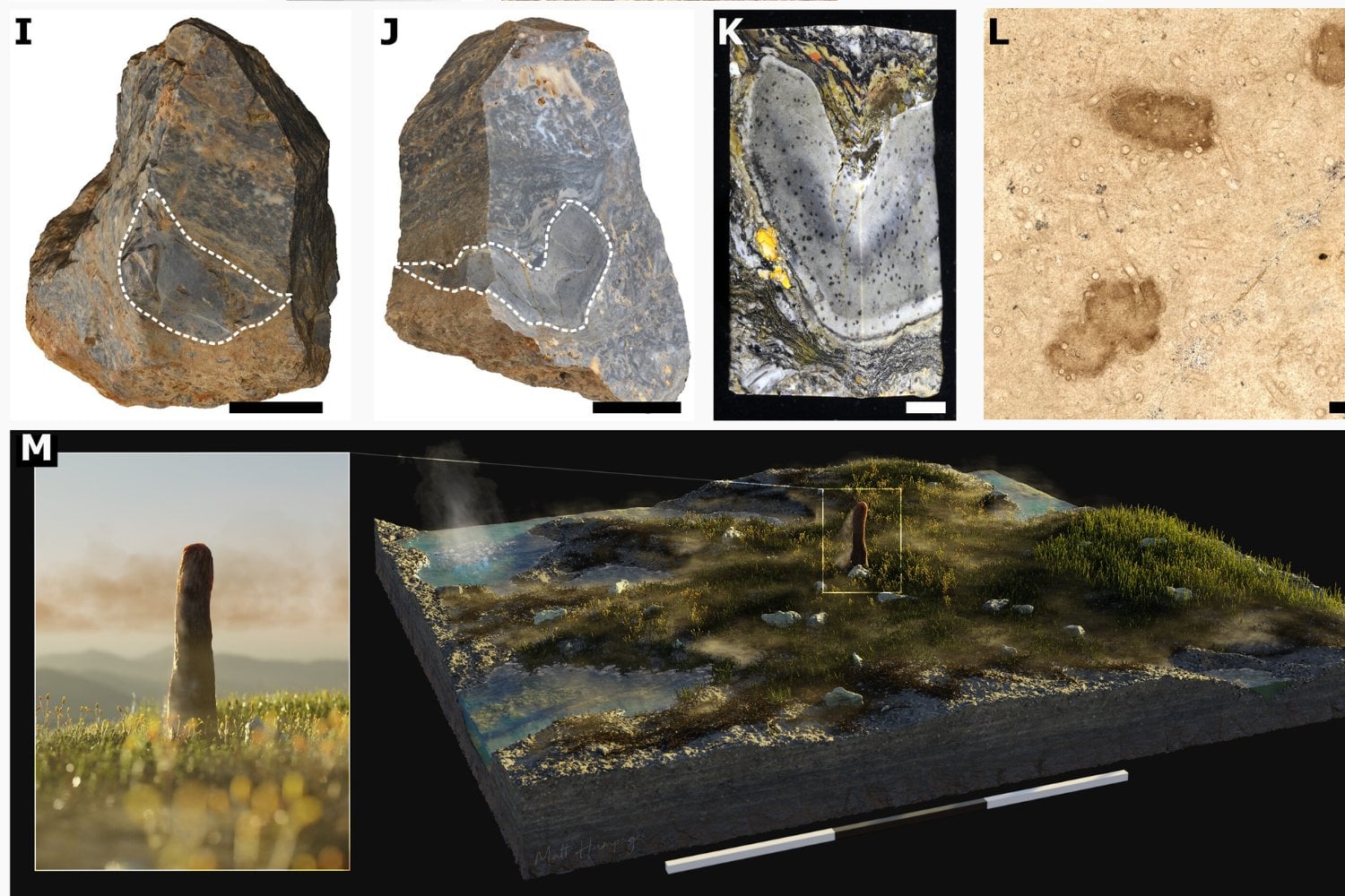 Hace 400 millones de años existieron gigantes que no eran ni plantas ni hongos. Un nuevo estudio acaba de demostrar que pertenecían a un linaje perdido