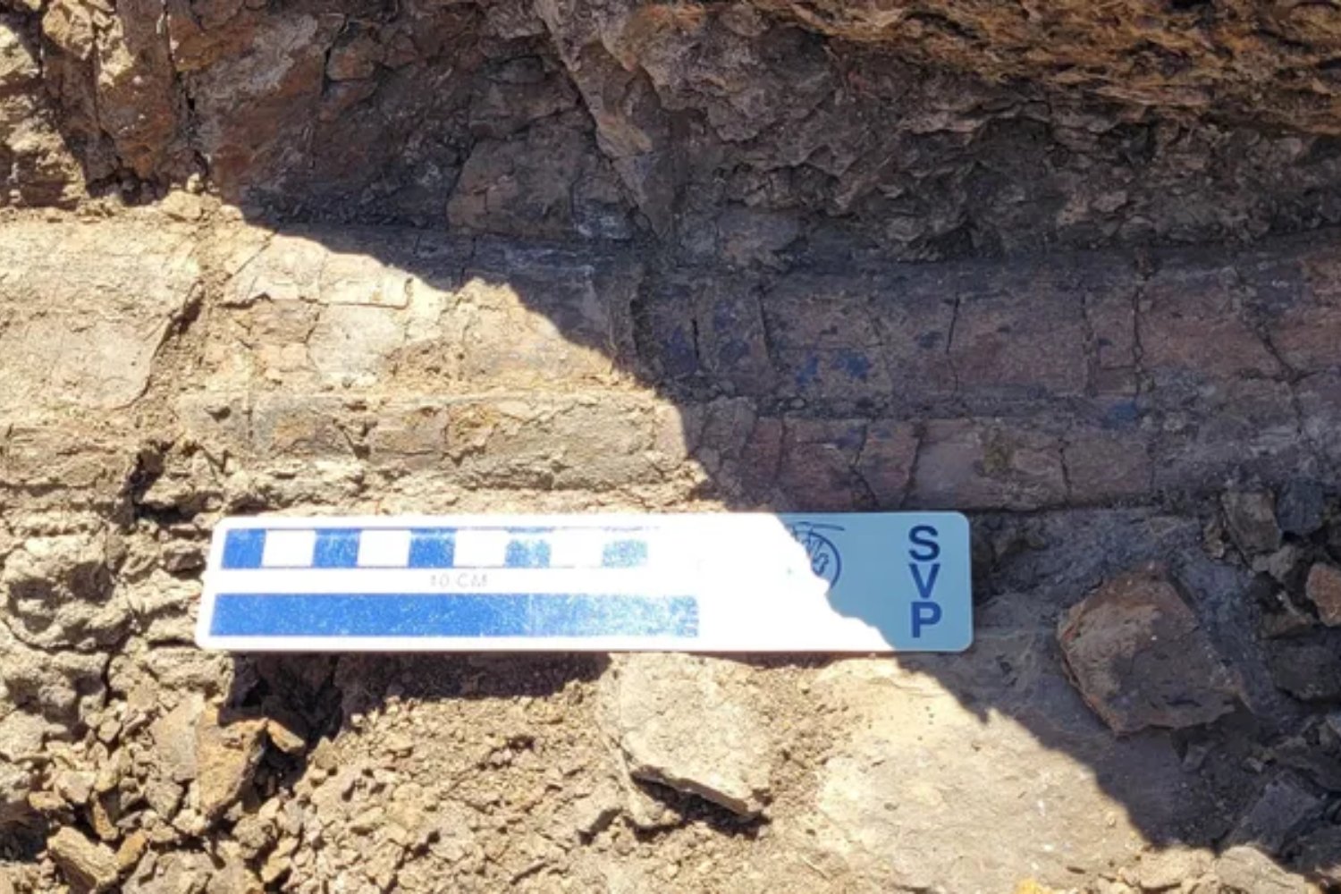 Un diente de hace 66 millones de años ha cambiado lo que sabíamos de los ríos prehistóricos. Allí vivía un depredador más grande que un autobús