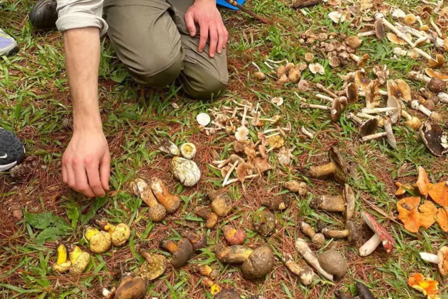 Un hongo provoca visiones de humanos diminutos. La ciencia intenta descifrar uno de los efectos alucinógenos más extraños conocidos