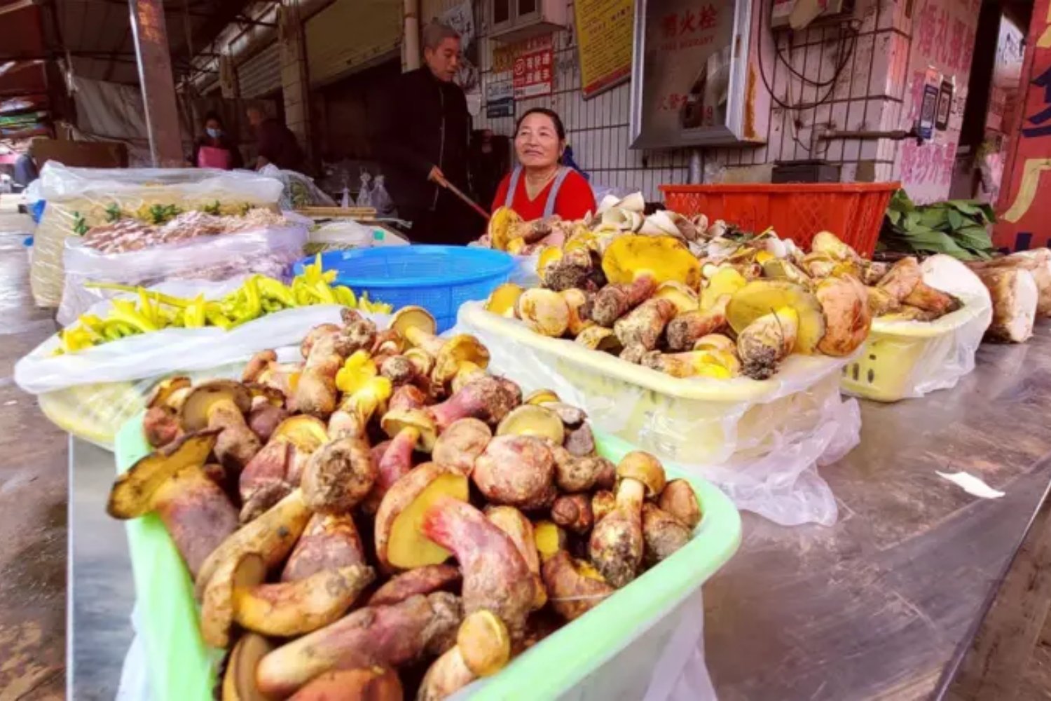 Un hongo provoca visiones de humanos diminutos. La ciencia intenta descifrar uno de los efectos alucinógenos más extraños conocidos