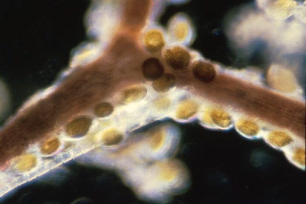 Detectan por primera vez una microalga tóxica en peces del Mediterráneo español. El hallazgo que confirma cambios silenciosos en el mar