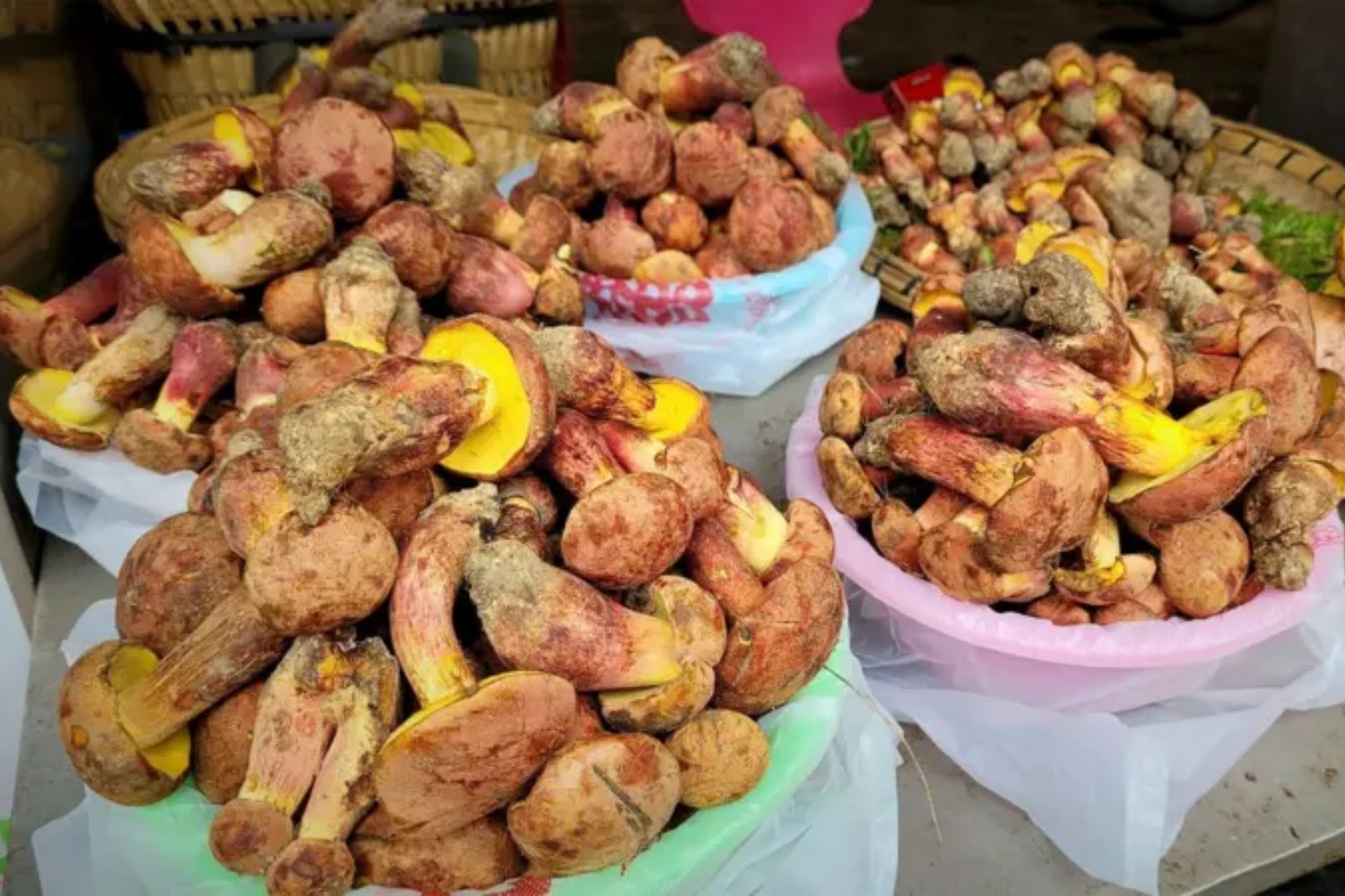 Un hongo provoca visiones de humanos diminutos. La ciencia intenta descifrar uno de los efectos alucinógenos más extraños conocidos