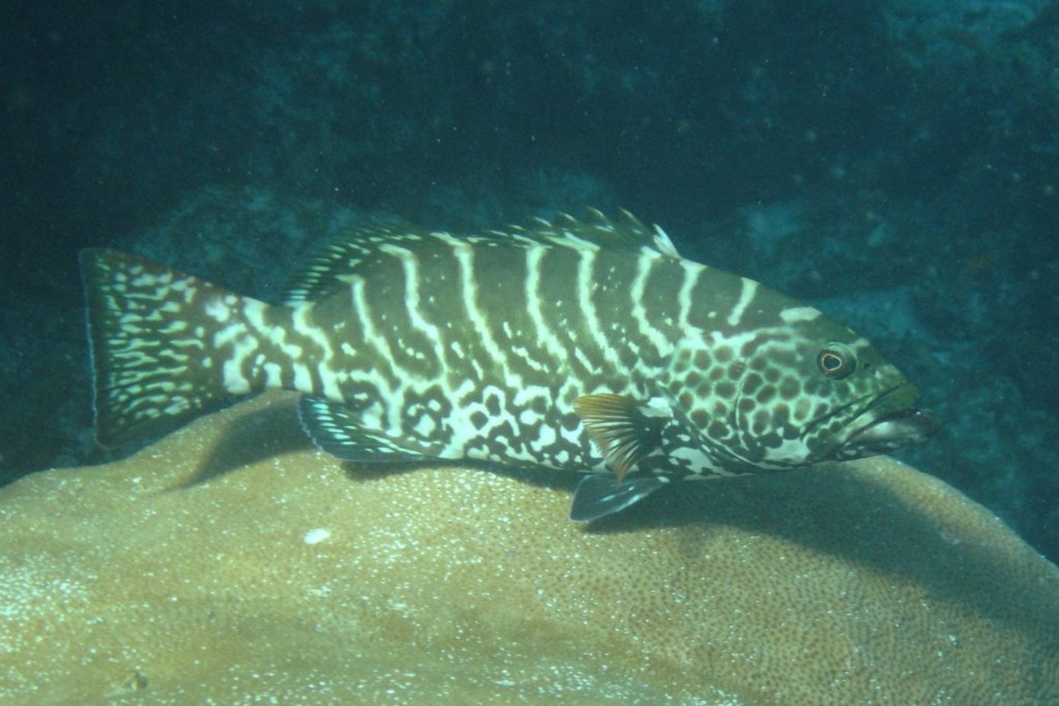 Detectan por primera vez una microalga tóxica en peces del Mediterráneo español. El hallazgo que confirma cambios silenciosos en el mar