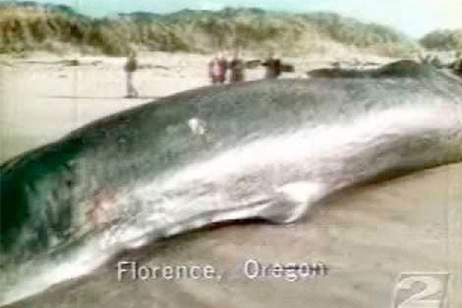 El día que un pueblo pensó que la dinamita era una buena idea para quitar una ballena muerta de la playa. 55 años después siguen celebrando el error más famoso de Oregón