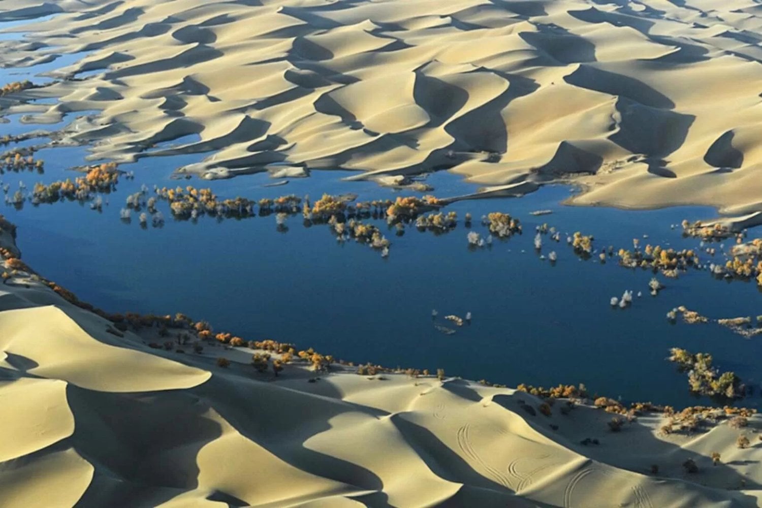 DEl desierto más hostil de China ahora produce mariscos. Así lograron criar peces donde solo había arena y calor extremo