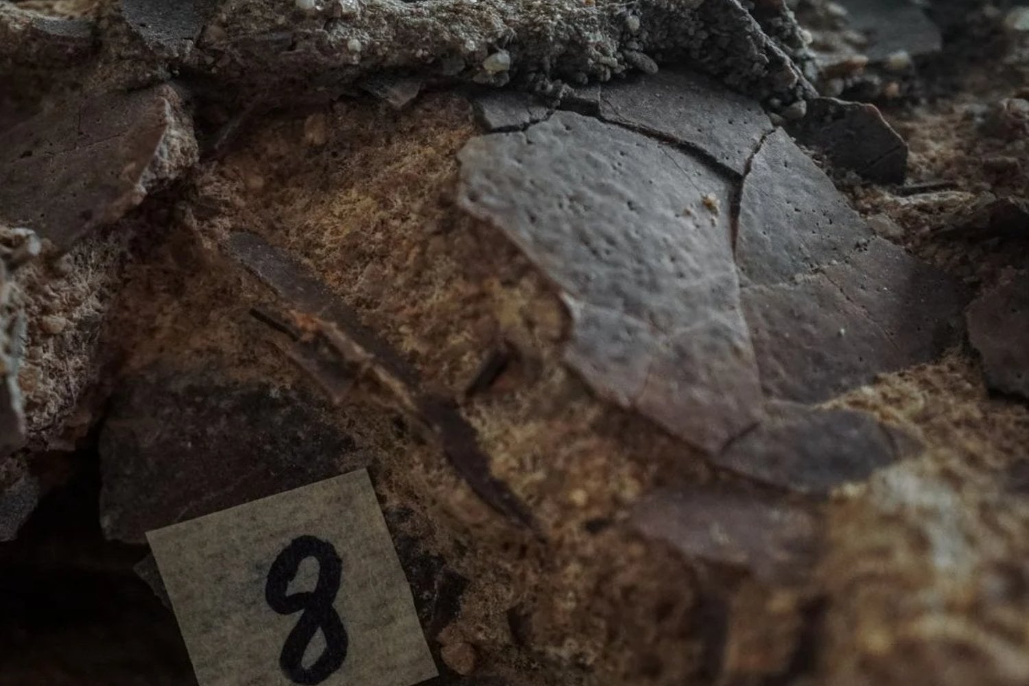 Diez huevos de dinosaurio emergen de un acantilado en Portugal. El hallazgo revela cómo se reproducían en el Jurásico Superior