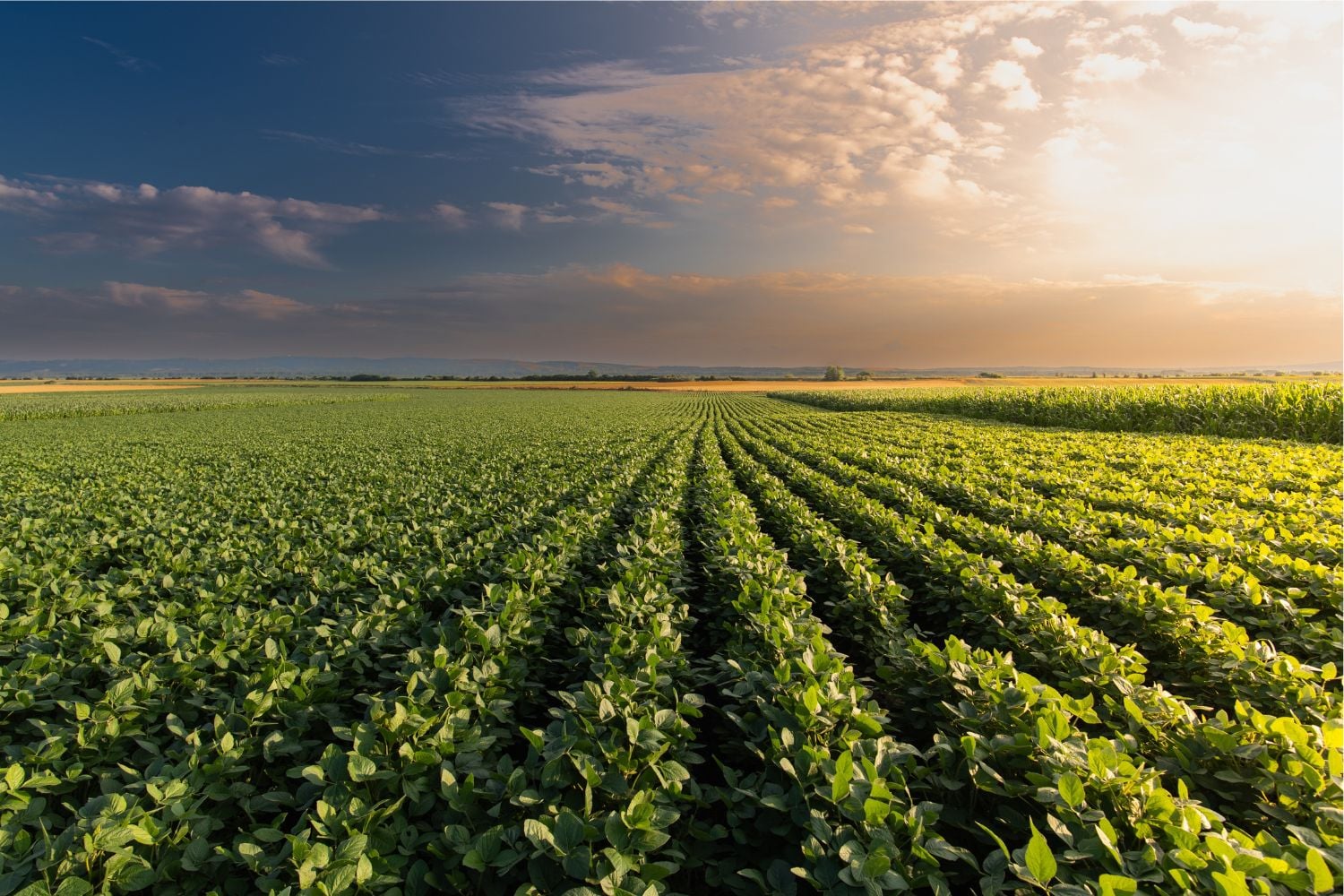 Diseño Sin Título (49)