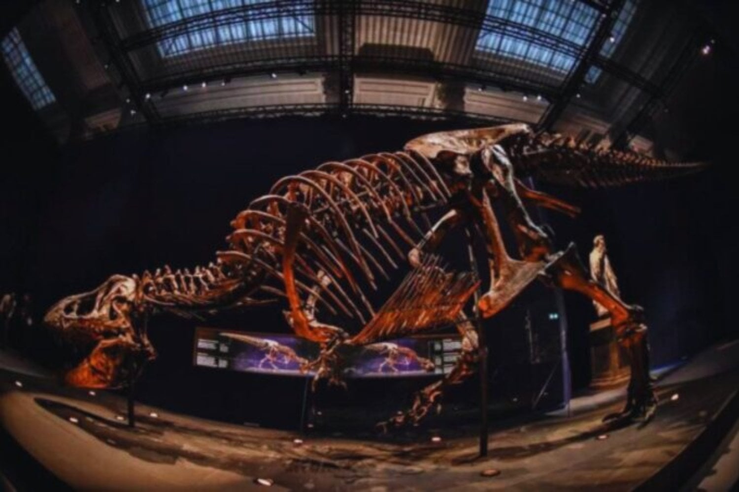 Durante décadas creímos que el T. rex crecía rápido. Un nuevo estudio demuestra que su vida fue mucho más larga y compleja