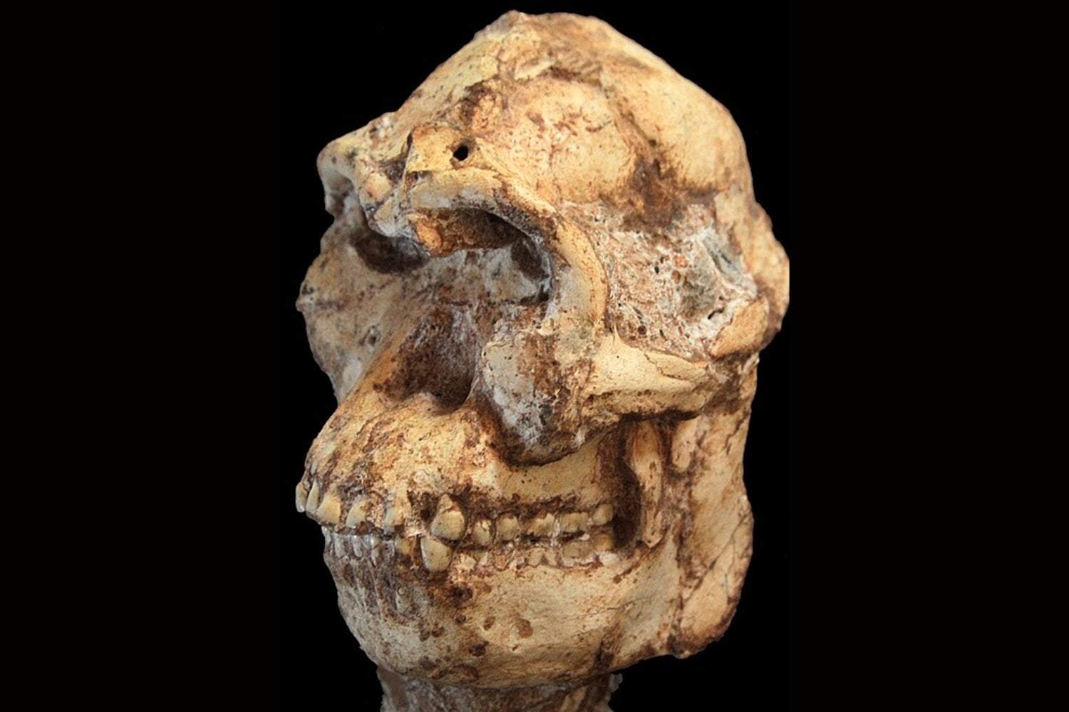 El esqueleto que no debería existir según los libros. El fósil africano que obliga a replantear la historia ordenada de nuestros orígenes humanos