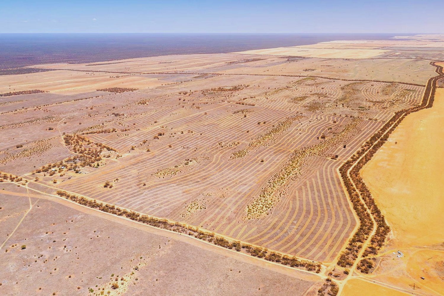Australia está cubriendo sus campos muertos con lana de oveja. Y está funcionando. El experimento que reduce la evaporación, revive microorganismos y devuelve la vida a suelos que ya se daban por perdidos