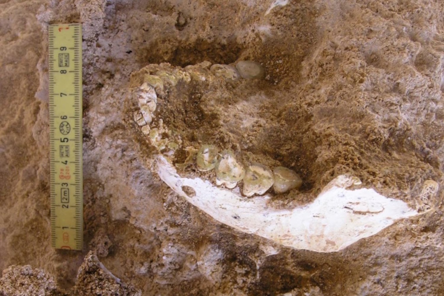 Unos huesos encontrados en Marruecos están descolocando a la paleoantropología. Podrían pertenecer al ancestro más cercano conocido de Homo sapiens