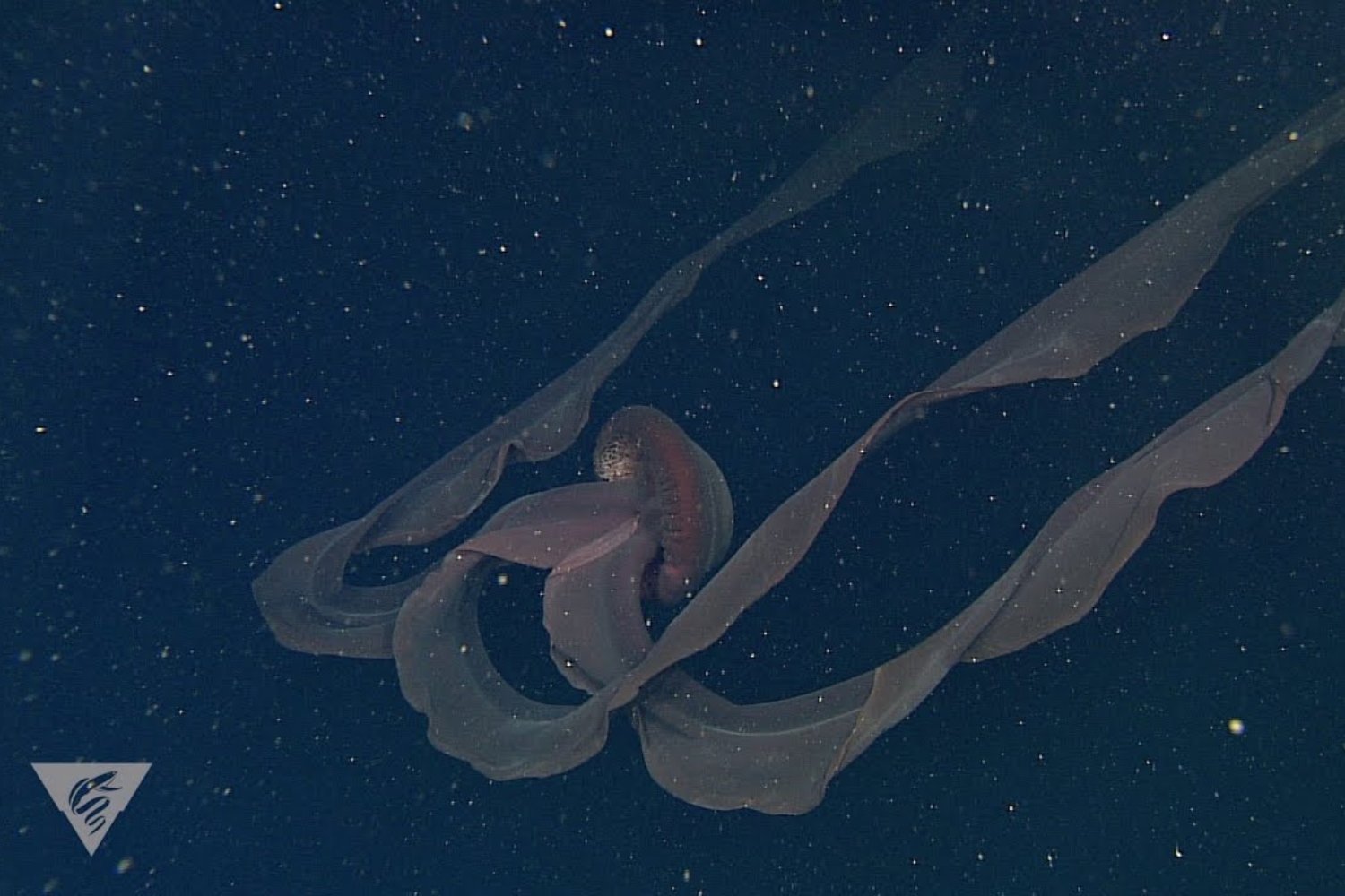 Tiene brazos de más de diez metros. Vive en la oscuridad total. Y casi nadie la ha visto en cien años. La medusa gigante que desconcierta a la ciencia