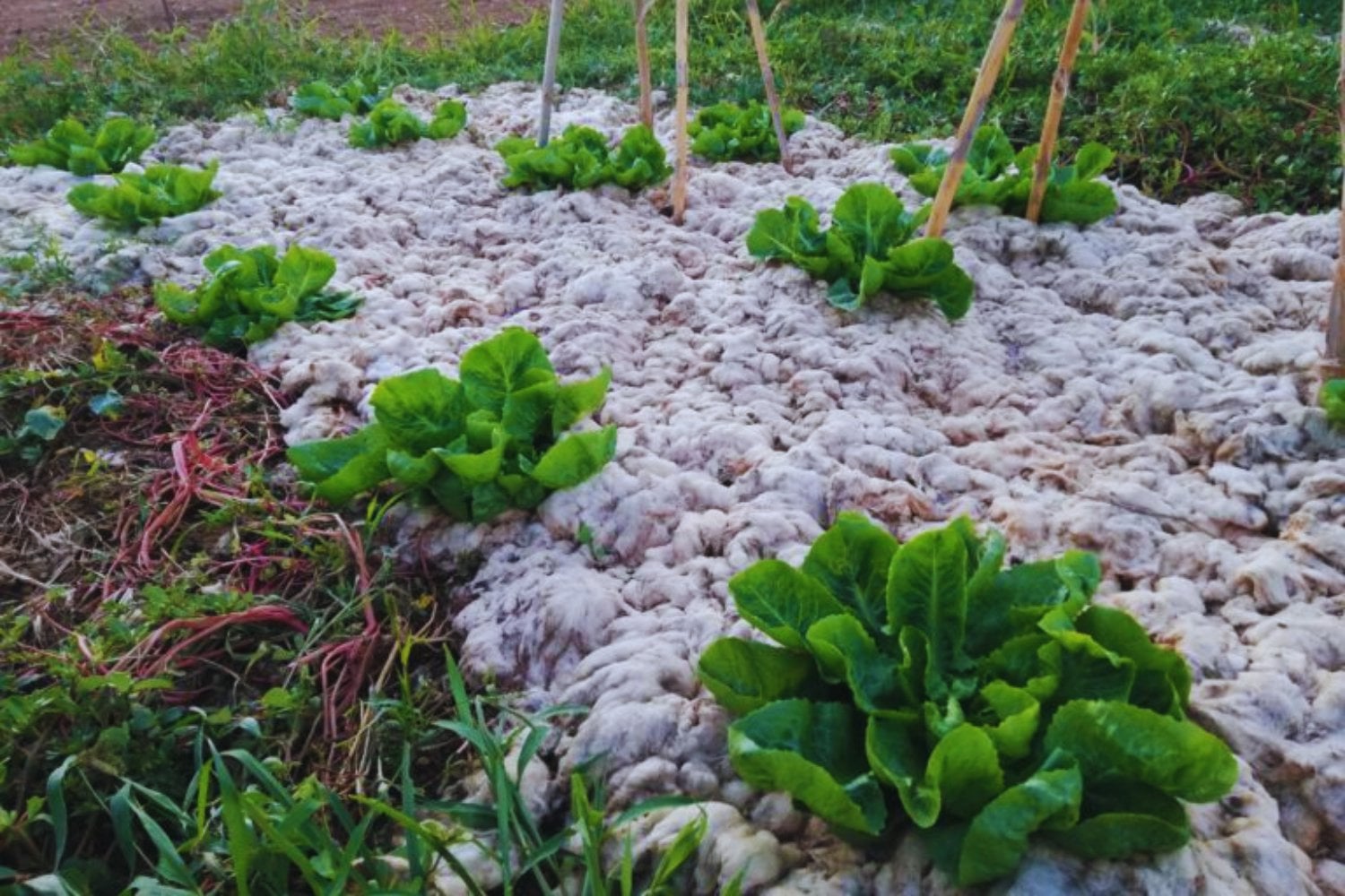 Australia está cubriendo sus campos muertos con lana de oveja. Y está funcionando. El experimento que reduce la evaporación, revive microorganismos y devuelve la vida a suelos que ya se daban por perdidos