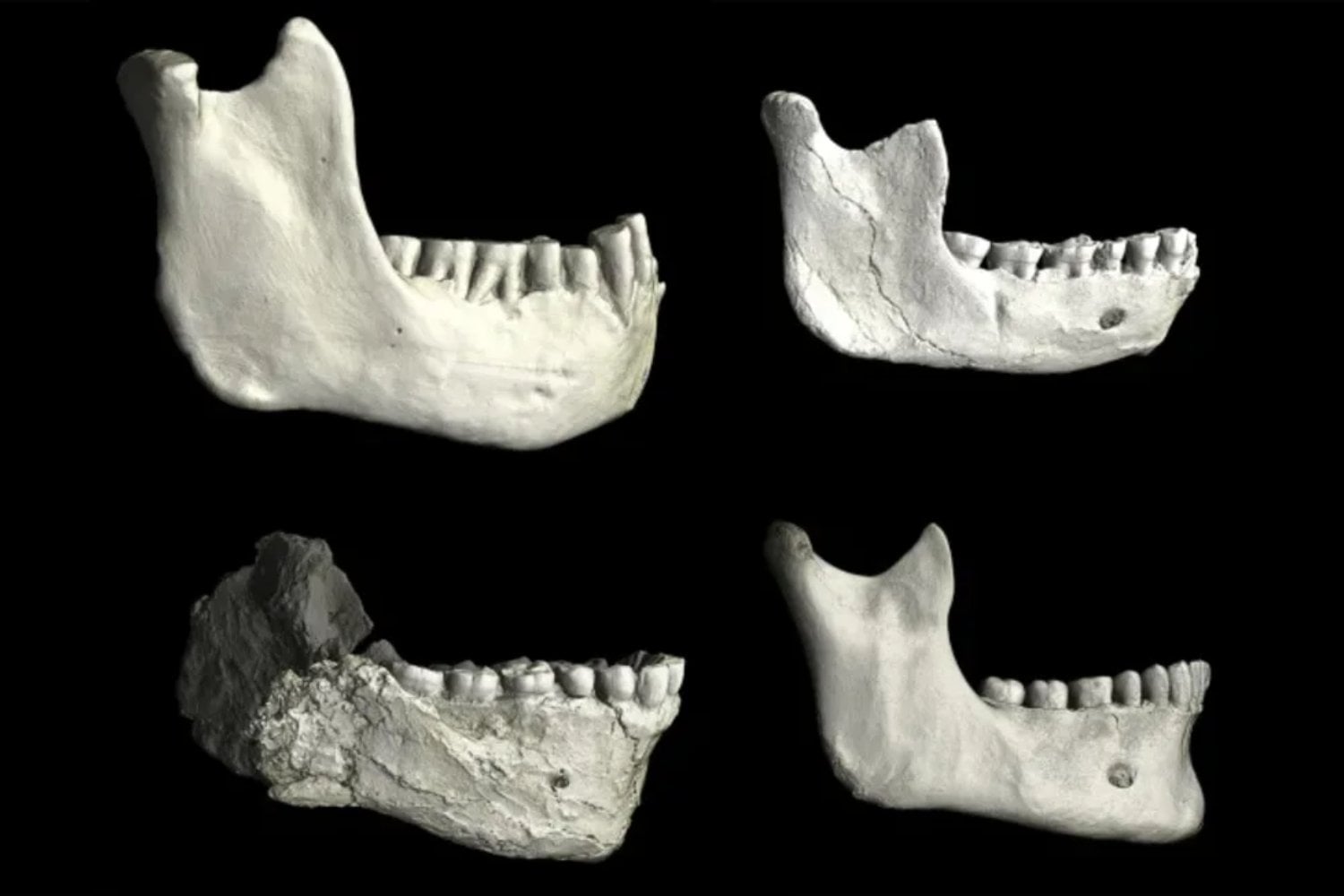 Unos huesos encontrados en Marruecos están descolocando a la paleoantropología. Podrían pertenecer al ancestro más cercano conocido de Homo sapiens
