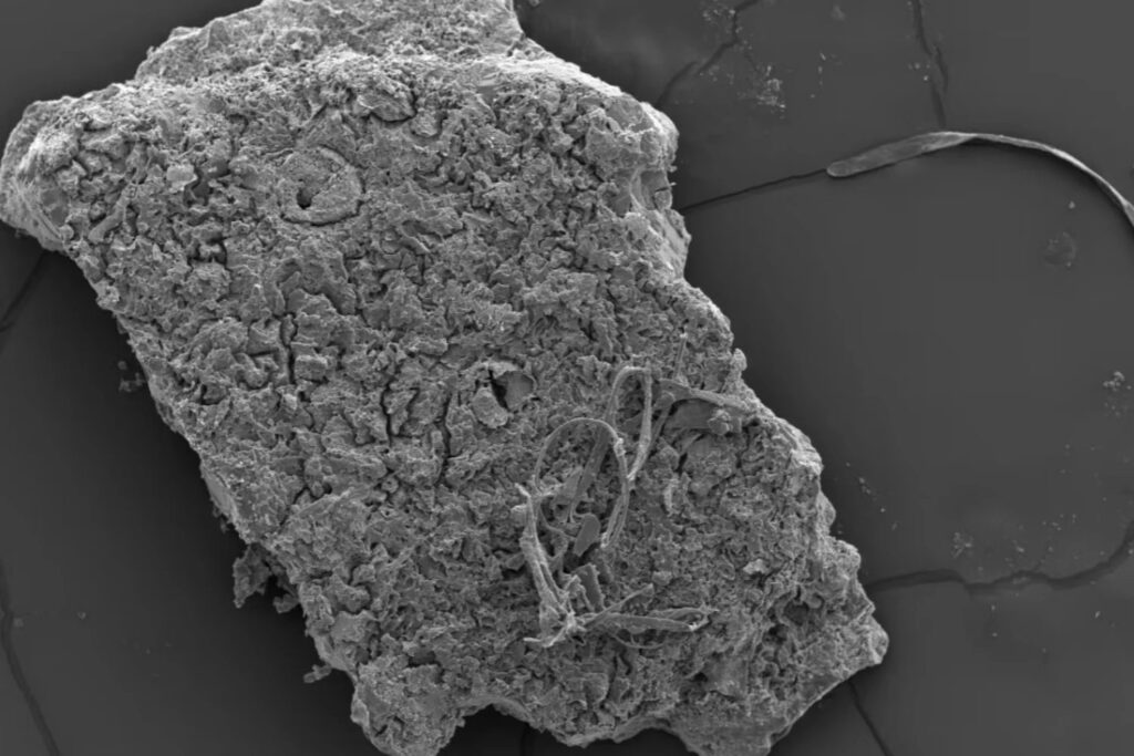 No todos los cocodrilos cazaban en el agua. Un huevo fosilizado muestra que algunos podían trepar árboles y lanzarse en caída libre sobre sus presas