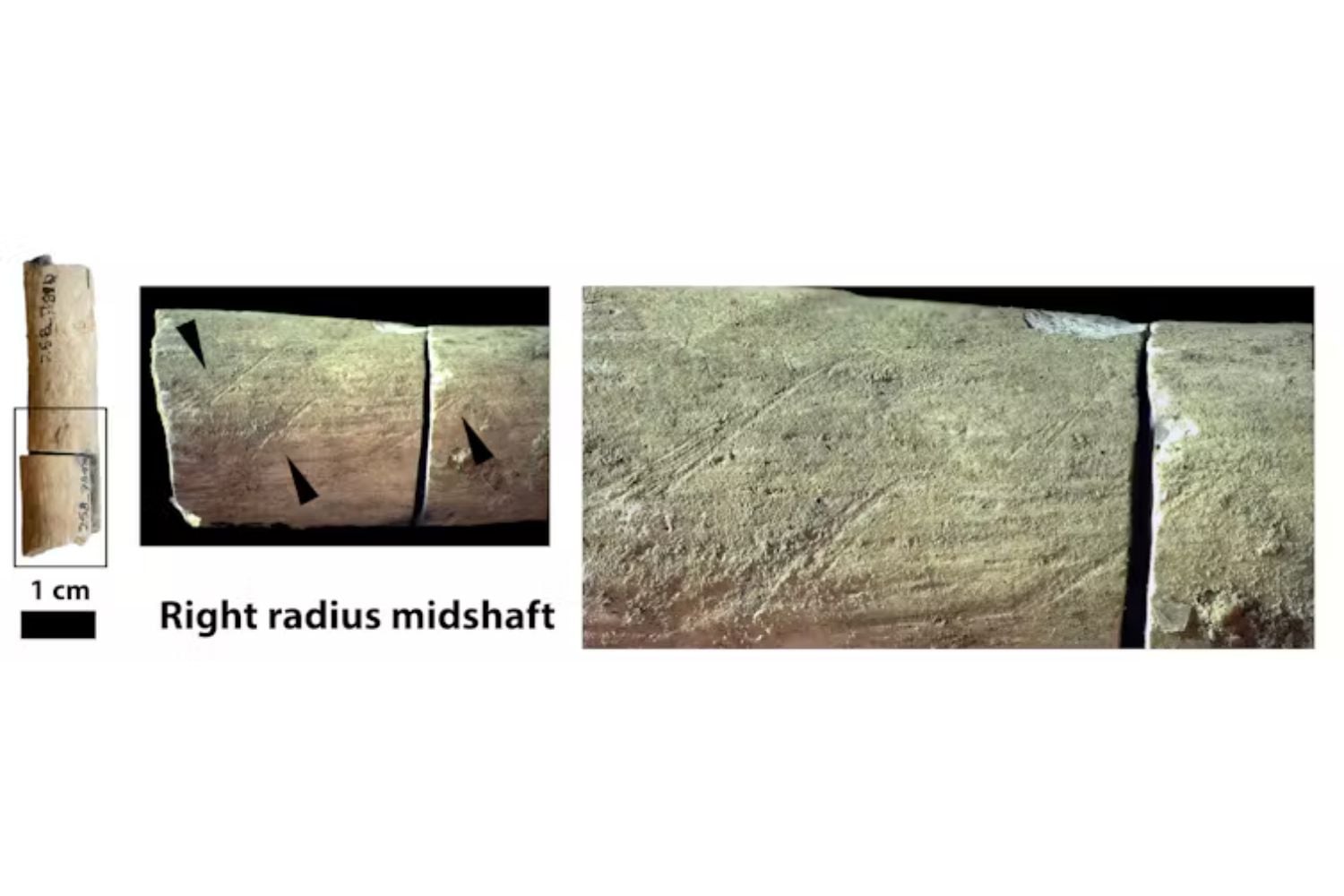 Diseño Sin Título (67)