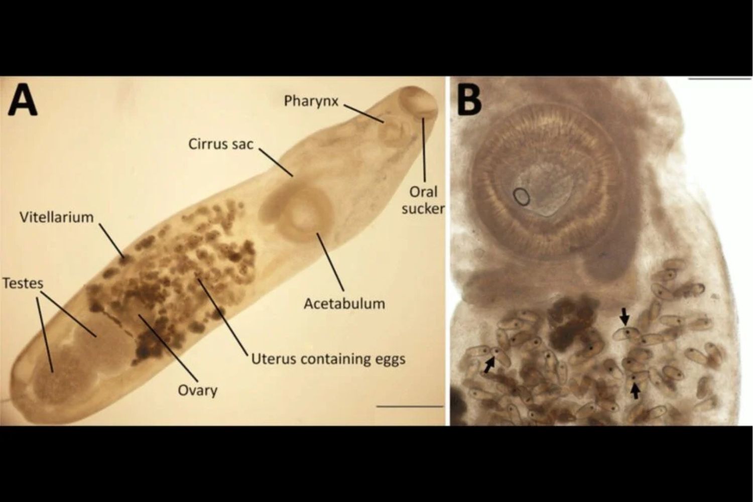Diseño Sin Título (70)