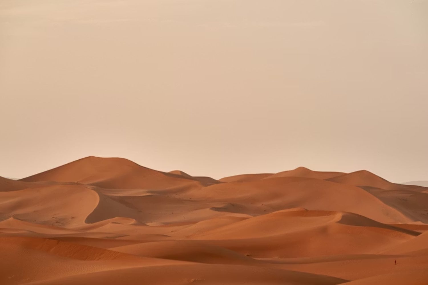 El Sáhara mató bosques, colmenas y máquinas. Nada sobrevivía al calor, hasta que una idea simple cambió la forma de frenar el avance del desierto