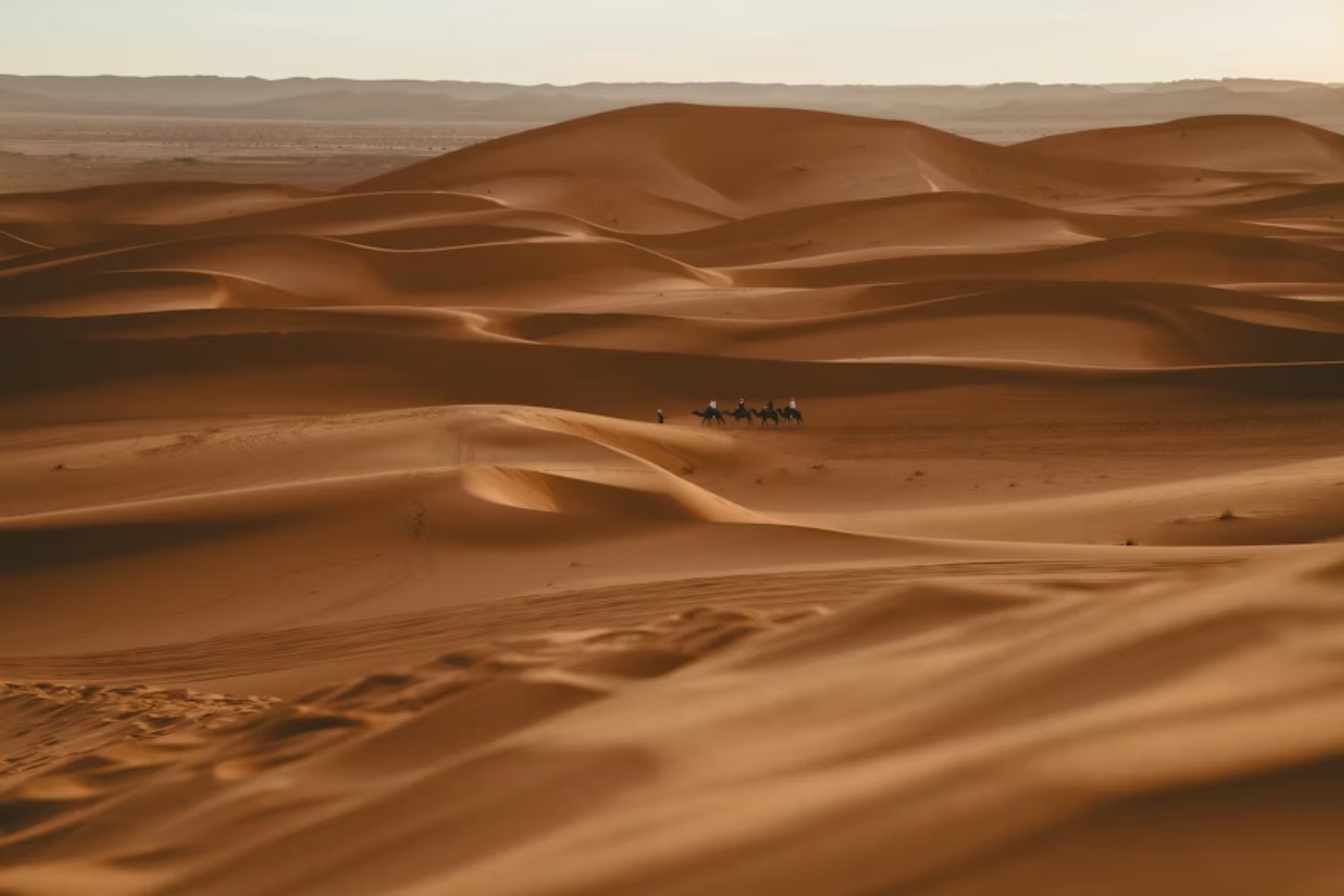 El Sáhara mató bosques, colmenas y máquinas. Nada sobrevivía al calor, hasta que una idea simple cambió la forma de frenar el avance del desierto