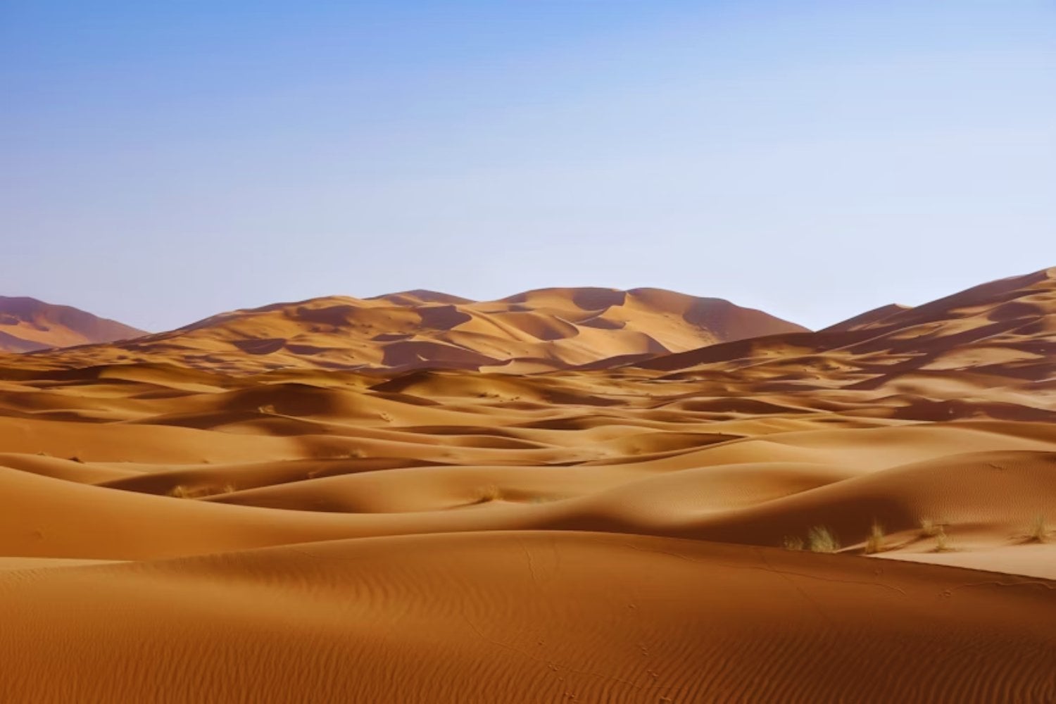 El Sáhara mató bosques, colmenas y máquinas. Nada sobrevivía al calor, hasta que una idea simple cambió la forma de frenar el avance del desierto