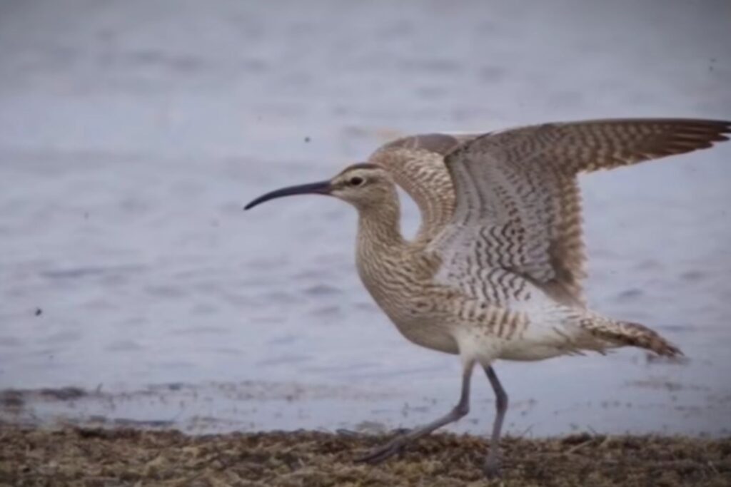 Diseño Sin Título (87)