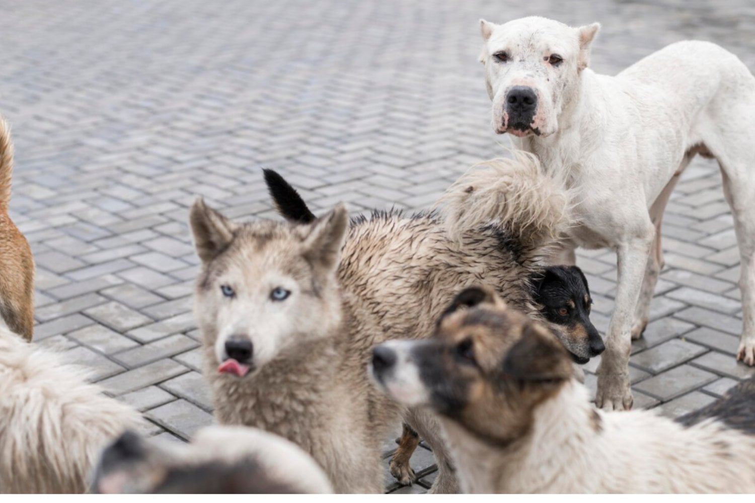 El lobo sigue dentro del perro: la huella genética que muchas razas aún conservan