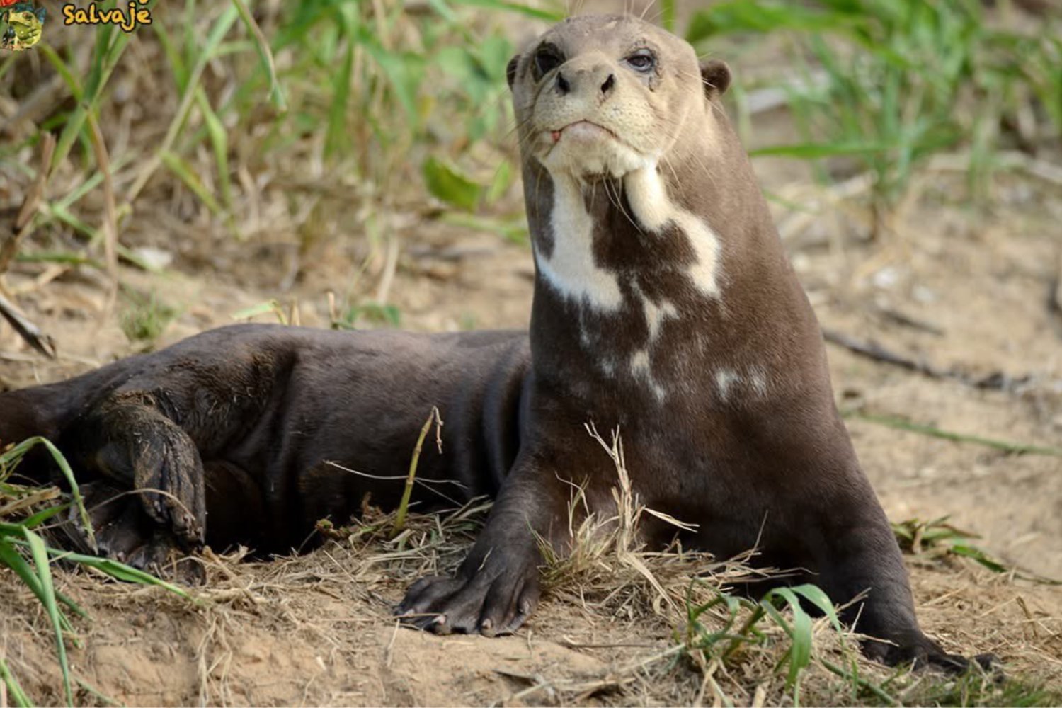 La Amazonía pierde a sus especies más únicas: cuatro animales en peligro crítico