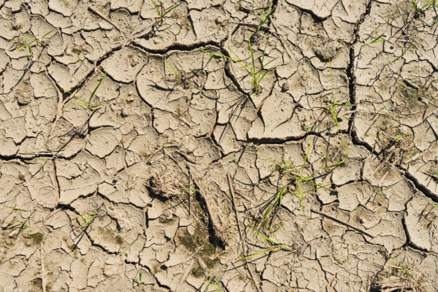 El planeta se está secando: la pérdida de agua dulce ya amenaza a cientos de millones de personas