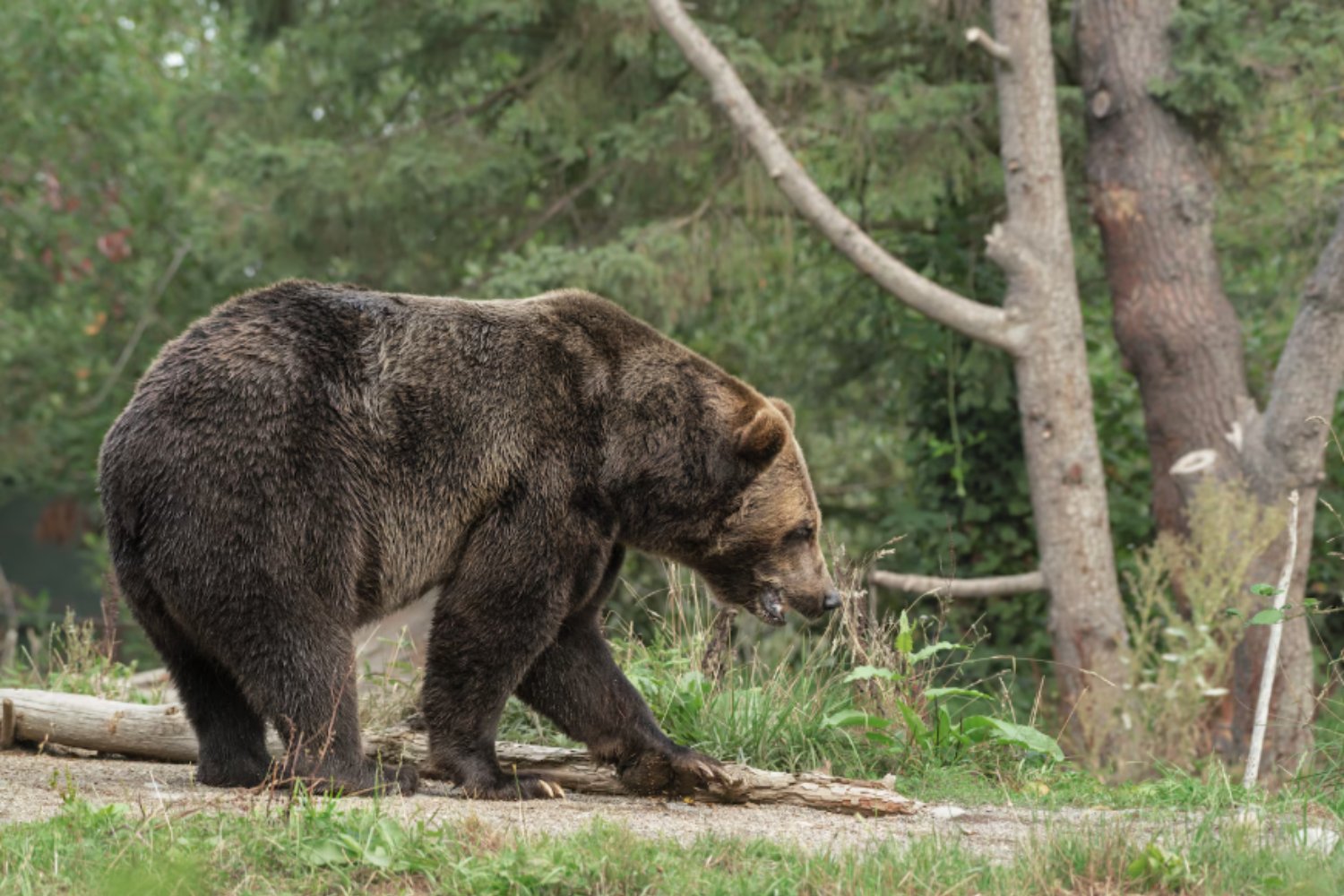 Cómo los humanos hemos cambiado al oso para siempre (y la ciencia ya lo demuestra)