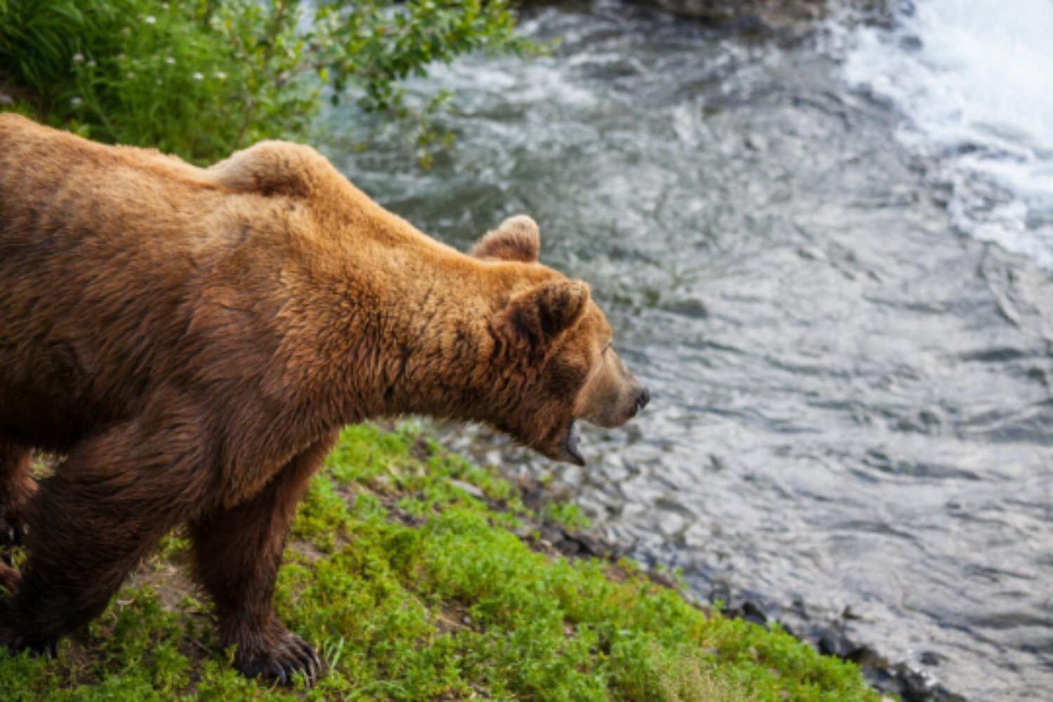 Cómo los humanos hemos cambiado al oso para siempre (y la ciencia ya lo demuestra)