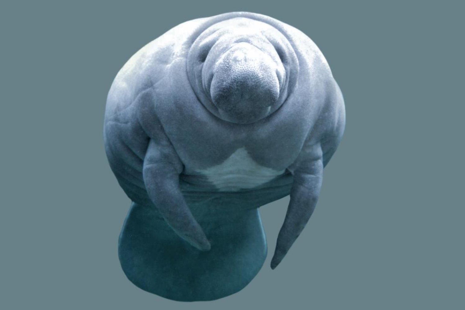 La Amazonía pierde a sus especies más únicas: cuatro animales en peligro crítico