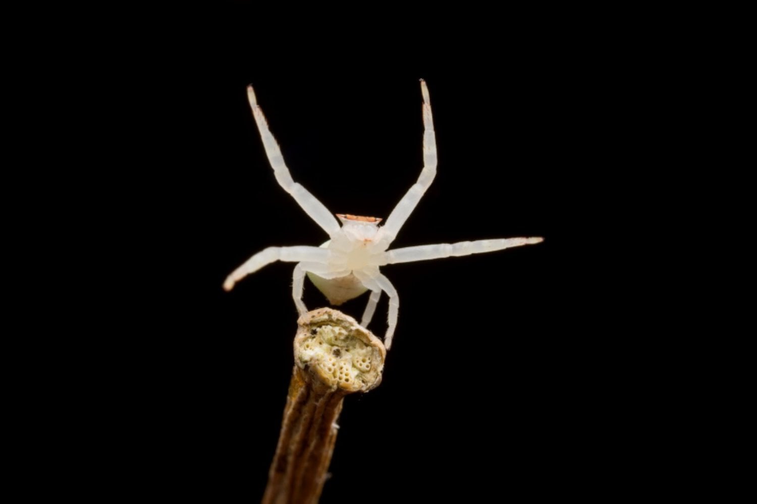 La sorprendente historia evolutiva del veneno
